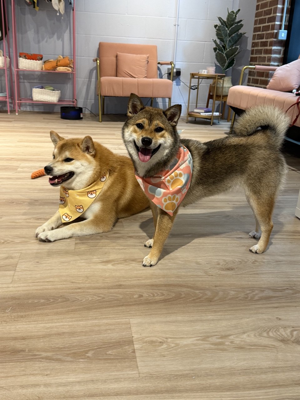 Happy dogs playing indoors in Canary Wharf