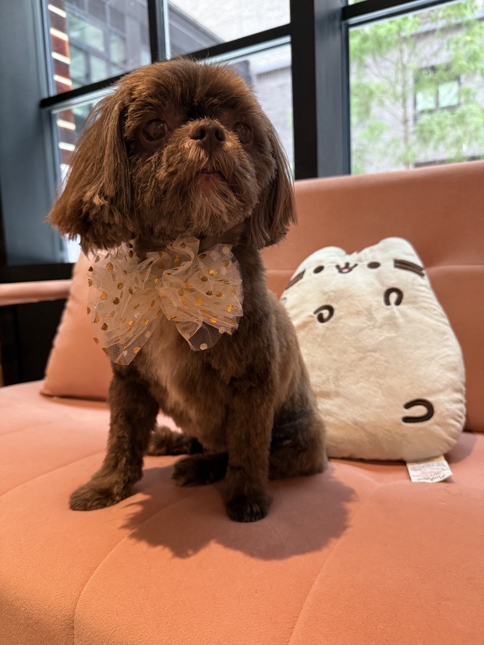 Cavalier-type spaniel with silky coat relaxing on a sofa after grooming