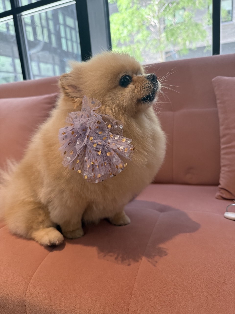 Fluffy cream Pomeranian with a full healthy double coat