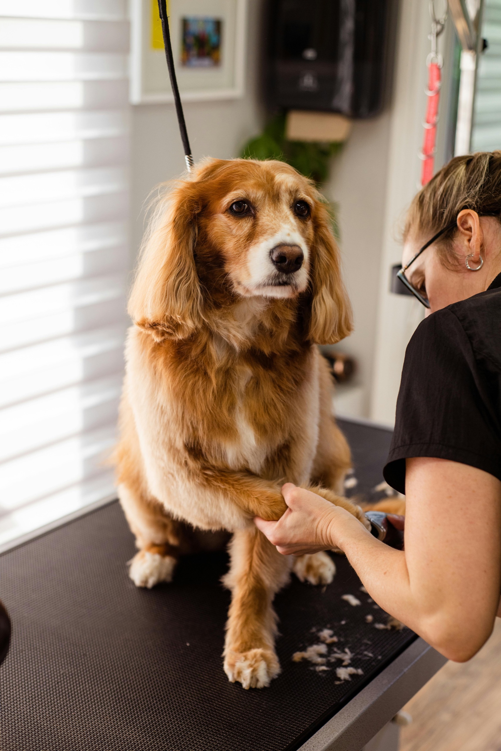 Spaniel being professionally groomed on a grooming table