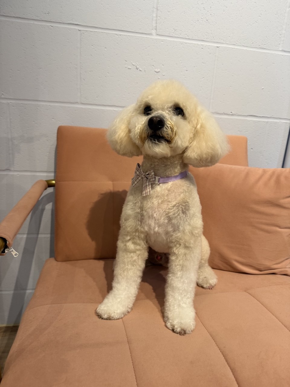 Curly-coated dog standing — coats like this mat quickly without regular brushing