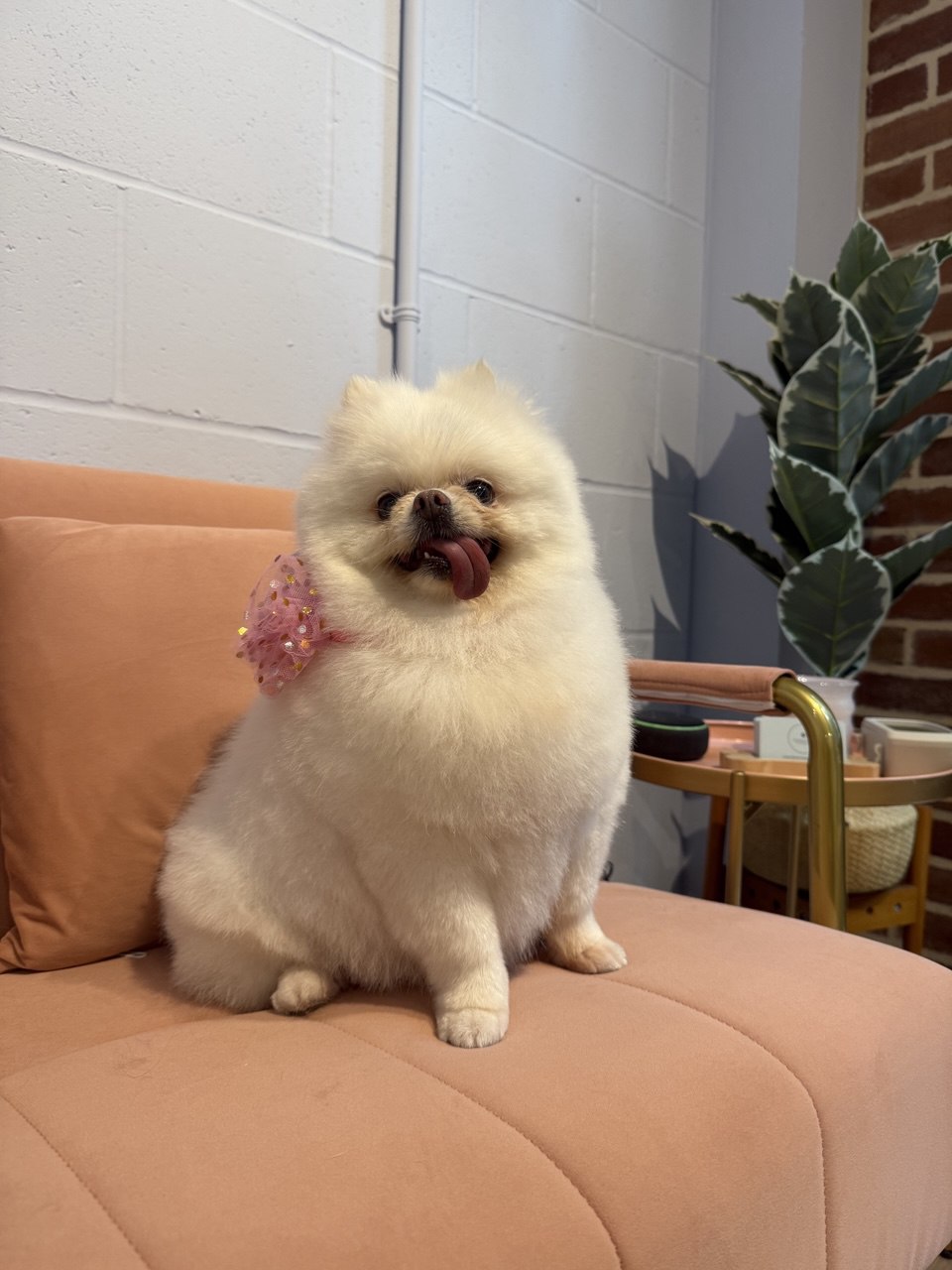 Small white dog with a fresh rounded teddy bear cut