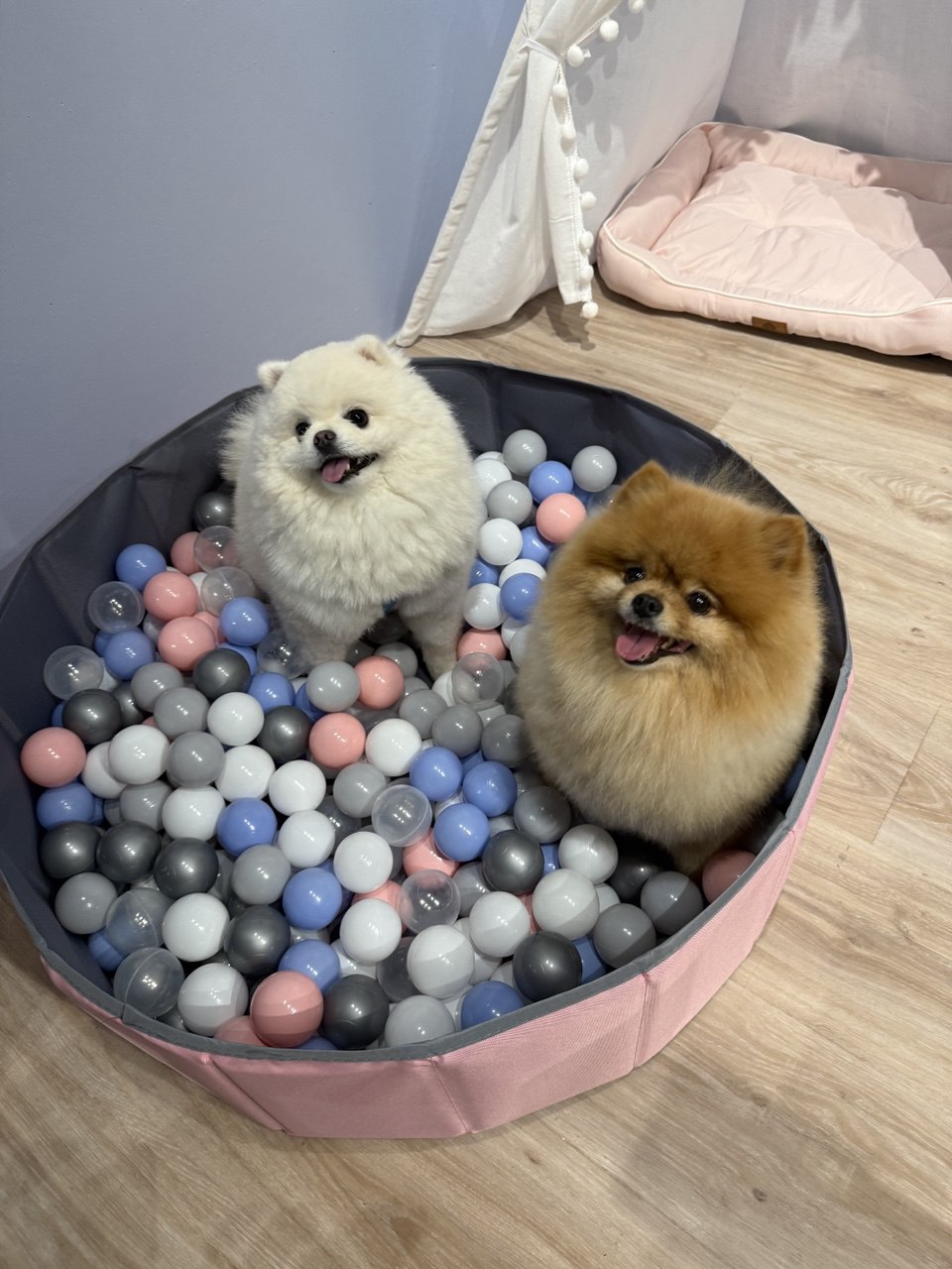 Two fluffy Pomeranians enjoying the play area at PAWSOME pet grooming salon